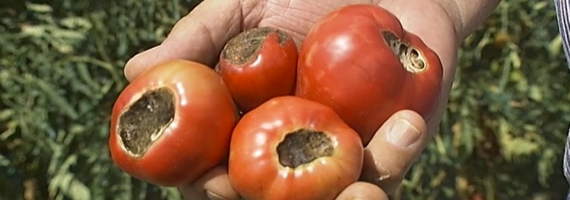 cul noir de la tomate