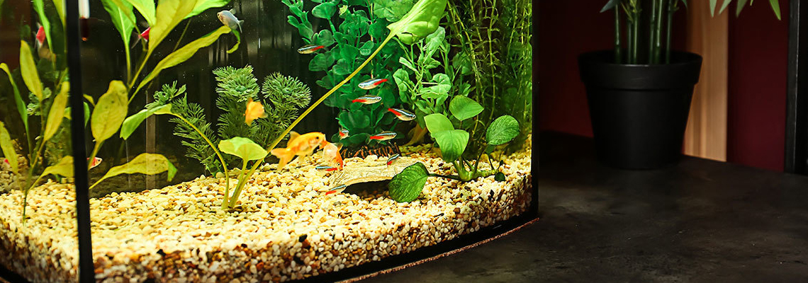 aquariums d'eau douce