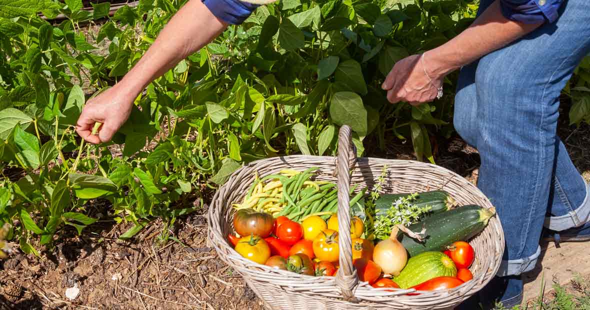 Saveurs de terroir