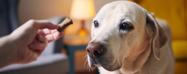 friandises naturelles pour chien