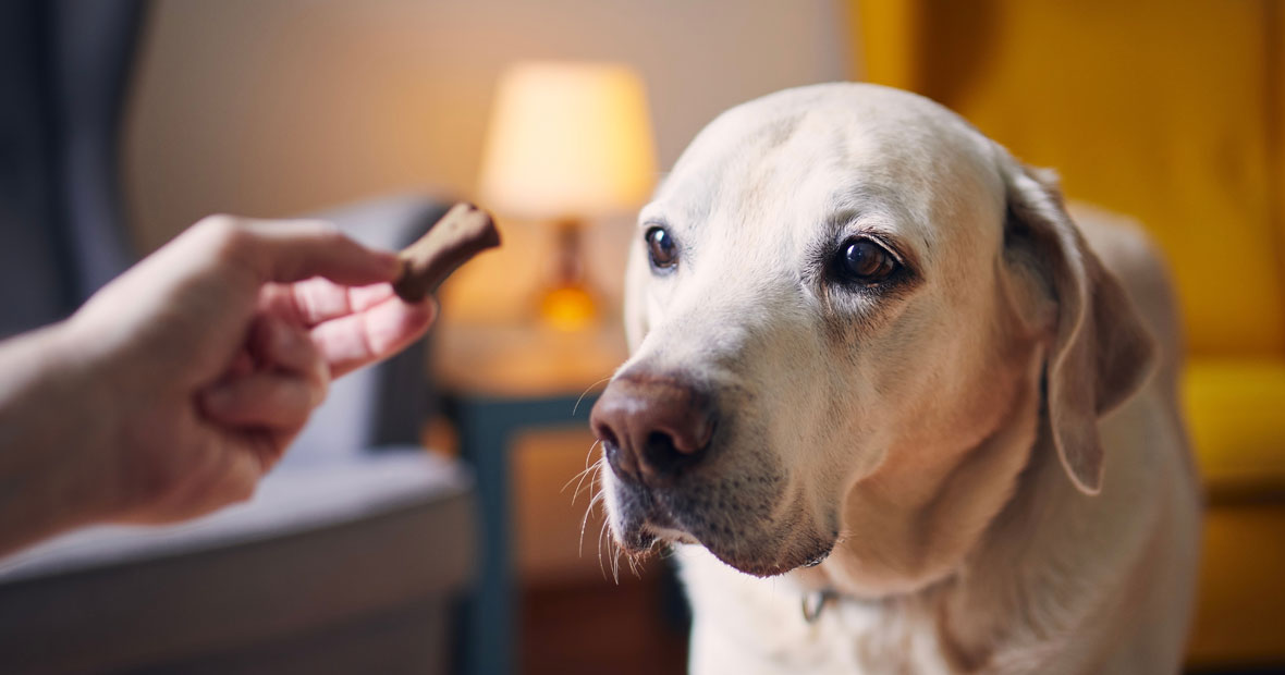 friandises naturelles pour chien